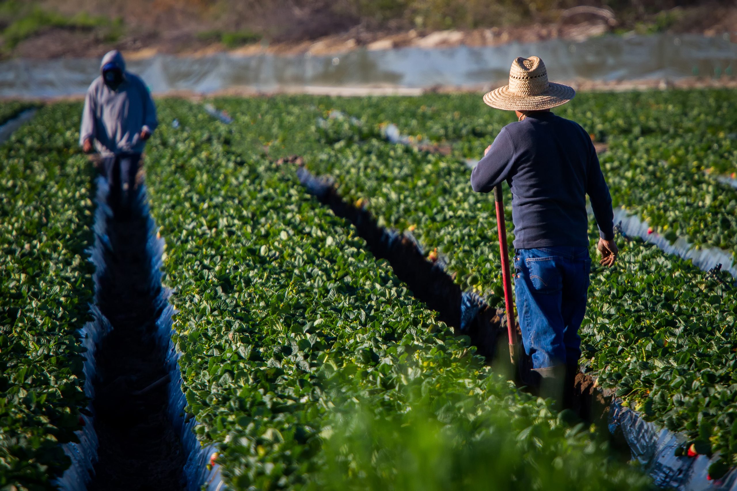 Un nuevo trato para los trabajadores agrícolas? | Molina Law Group
